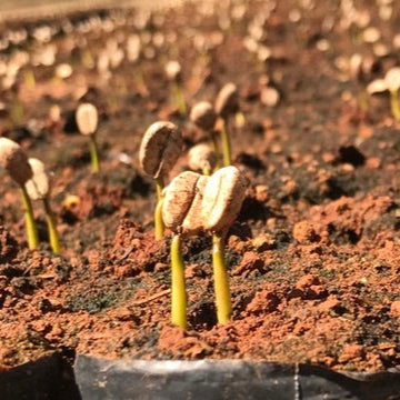 DATERRA RESERVE LOW CAF