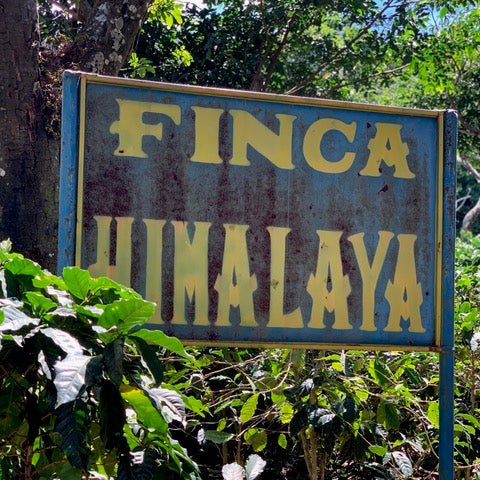 HIMALAYA PINEAPPLE