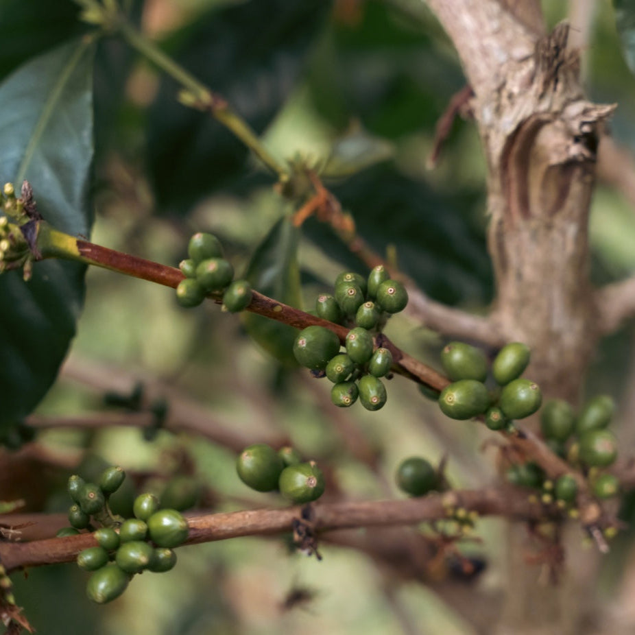 FINCA EL FALDON #3