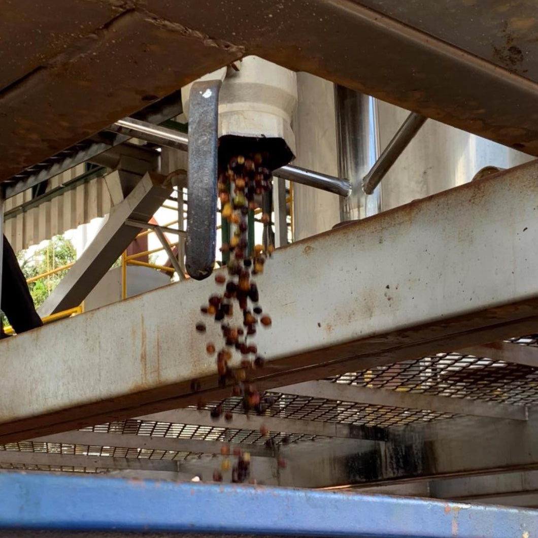 DATERRA RESERVE LOW CAF
