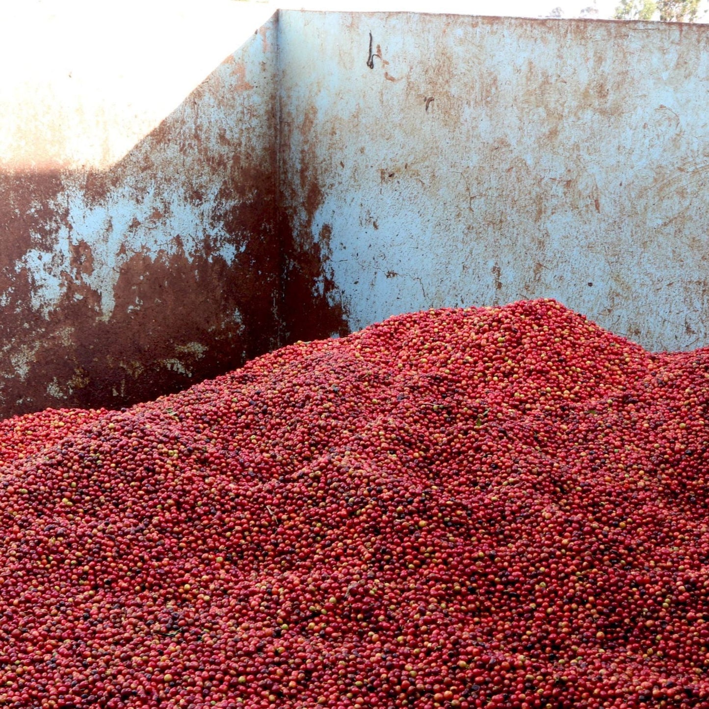 KII PEABERRY