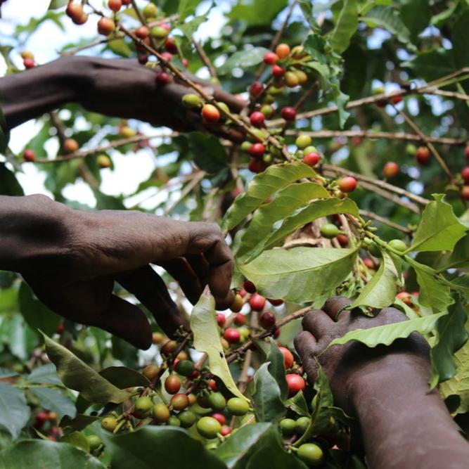 KII PEABERRY