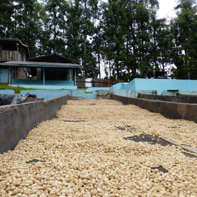 KII PEABERRY