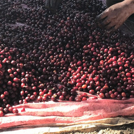 CASCARA COFFEE CHERRY