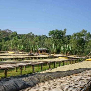 HALO BERITI