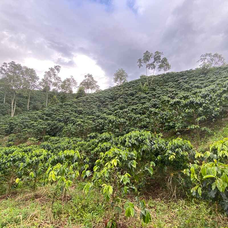 EL VERGEL GUAVA BANANA