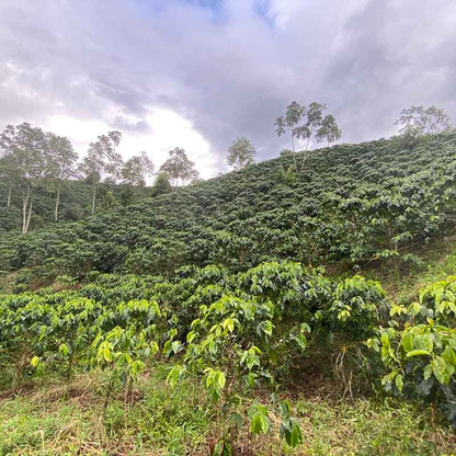 EL VERGEL GUAVA BANANA