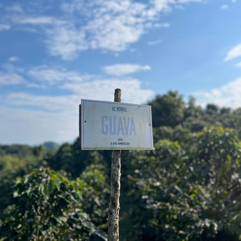 EL VERGEL GUAVA BANANA