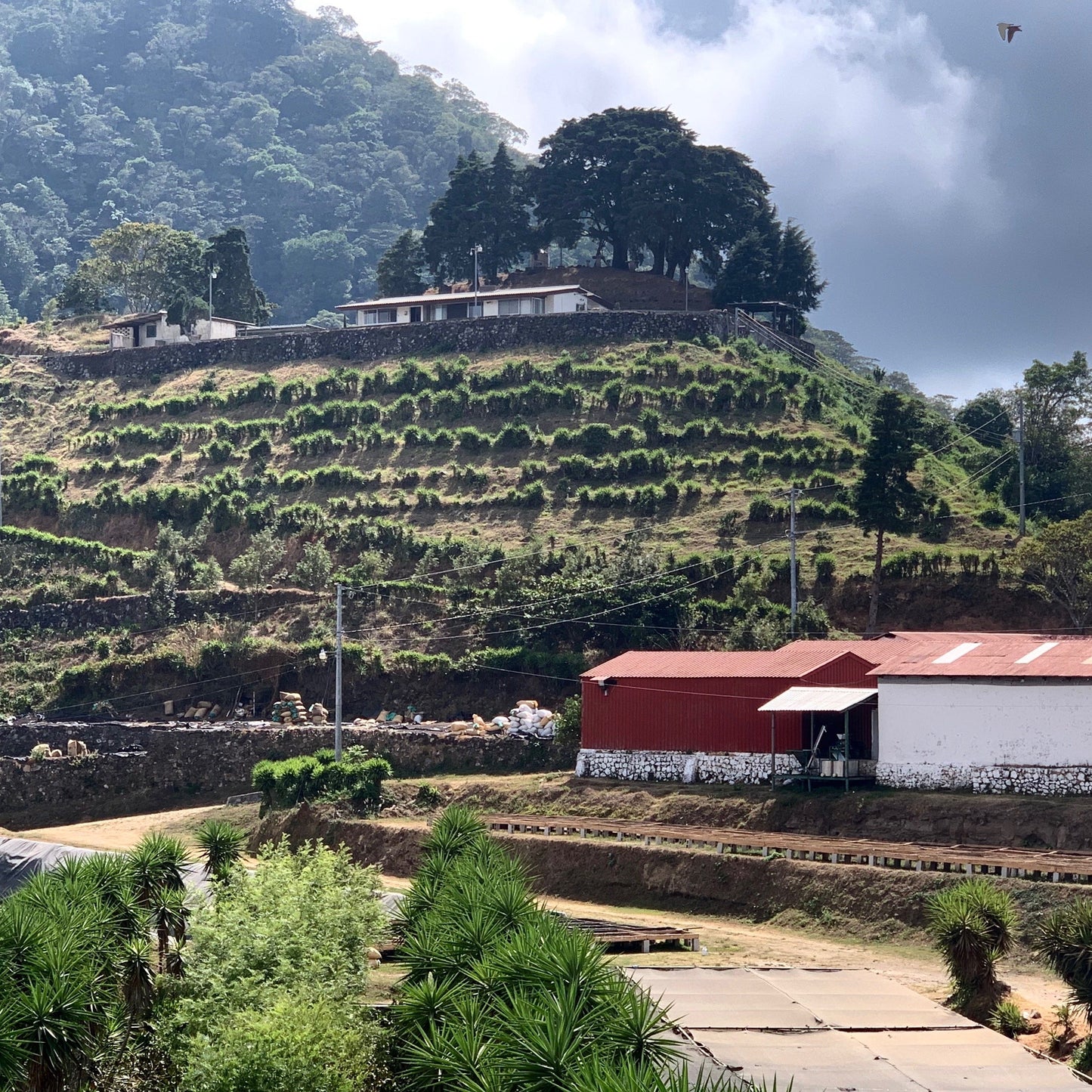 Kaffee - nachhaltiger Anbau - El Salvador (4812706512976)