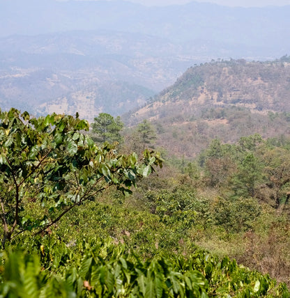 LA COLINA NATURAL