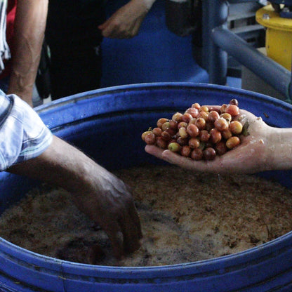 EL VERGEL GUAVA BANANA