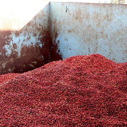 KII PEABERRY
