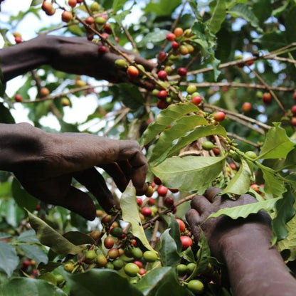 KII PEABERRY